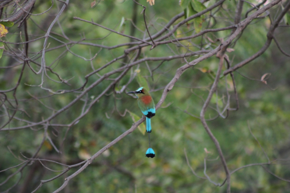 Turquoise-browed Motmot - ML155475451