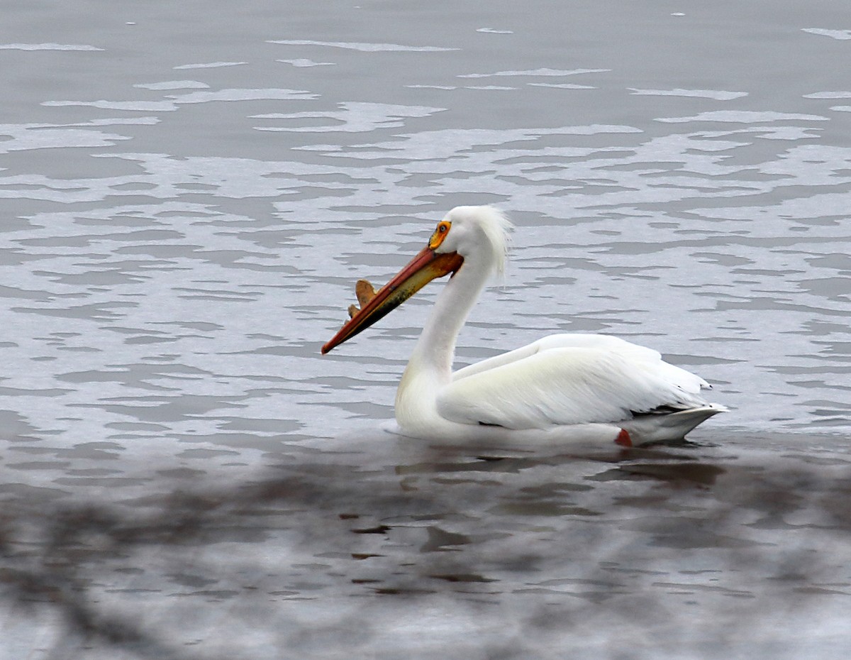 American White Pelican - ML155475511