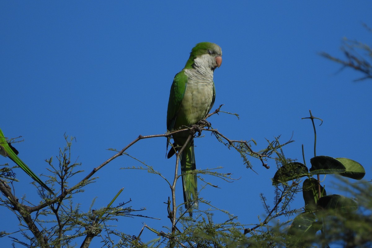 Monk Parakeet - ML155475551