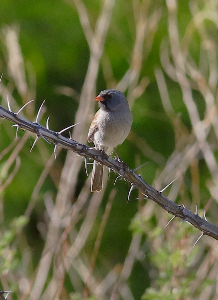 Black-chinned Sparrow - ML155475621