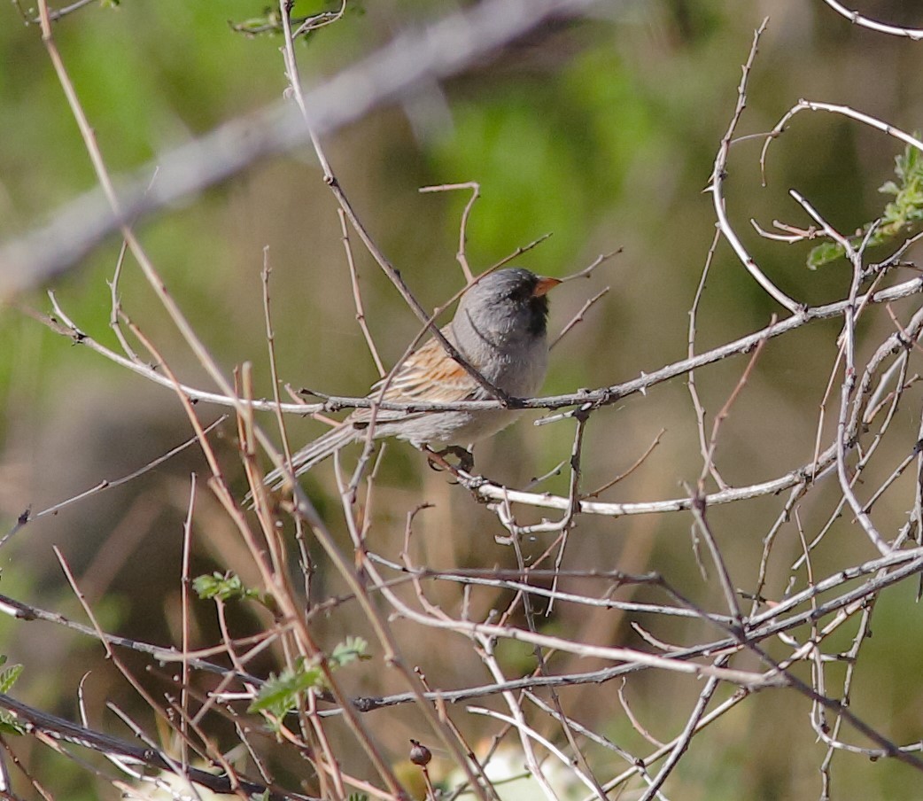Black-chinned Sparrow - ML155475631