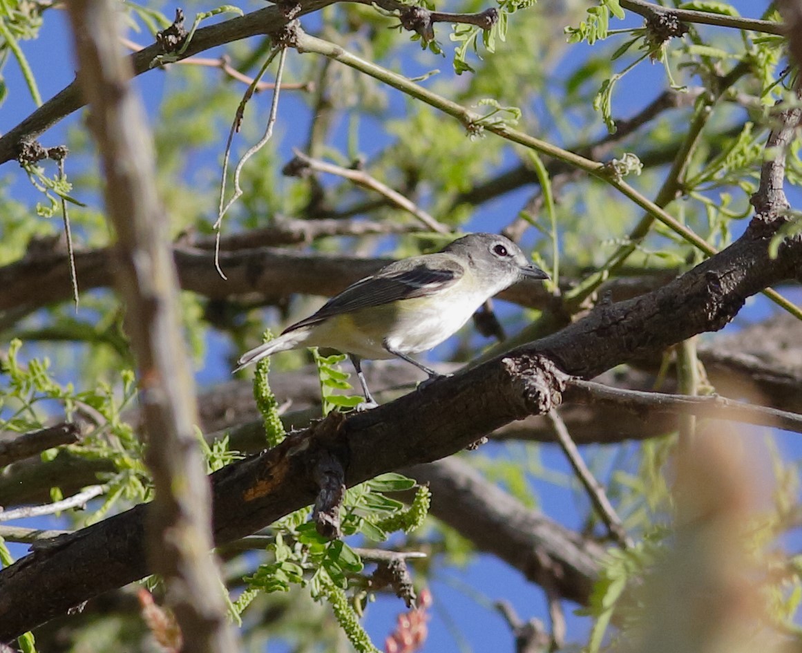 Cassin's Vireo - ML155476701