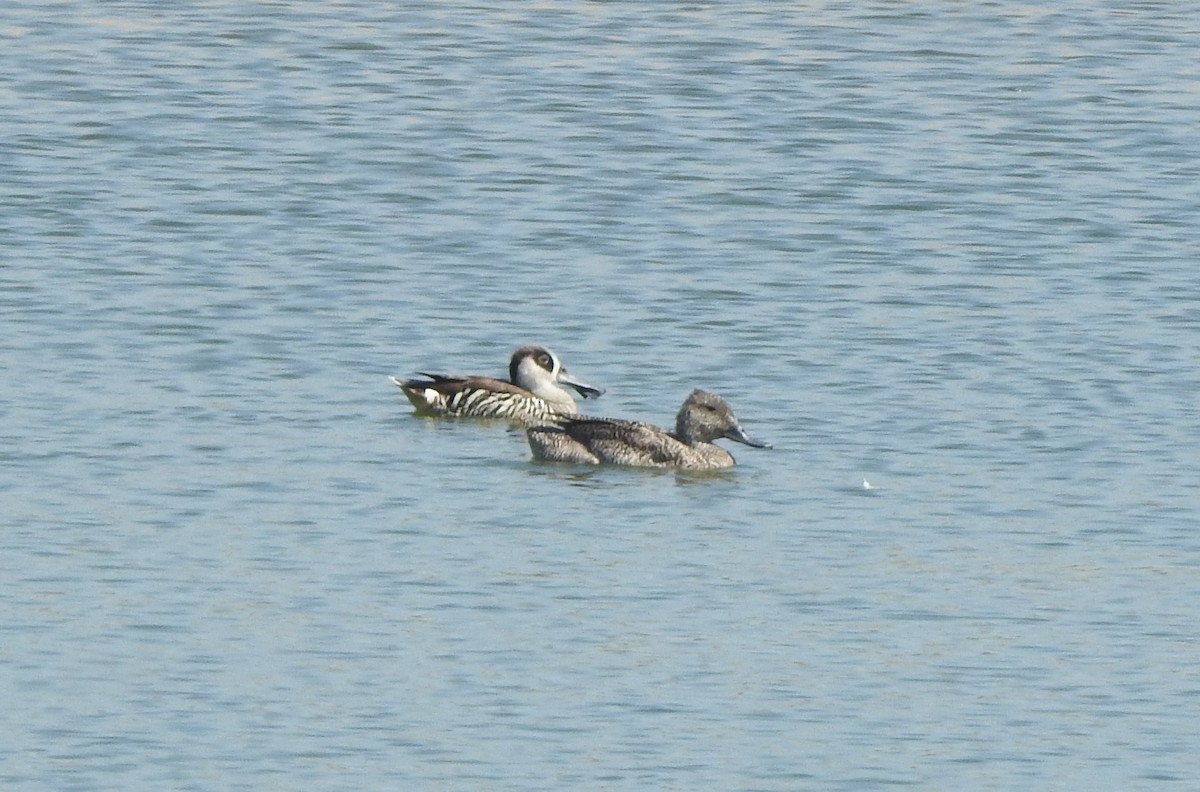 Freckled Duck - Hilary Thompson