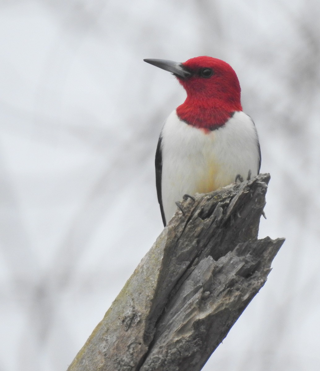 Red-headed Woodpecker - shelley seidman