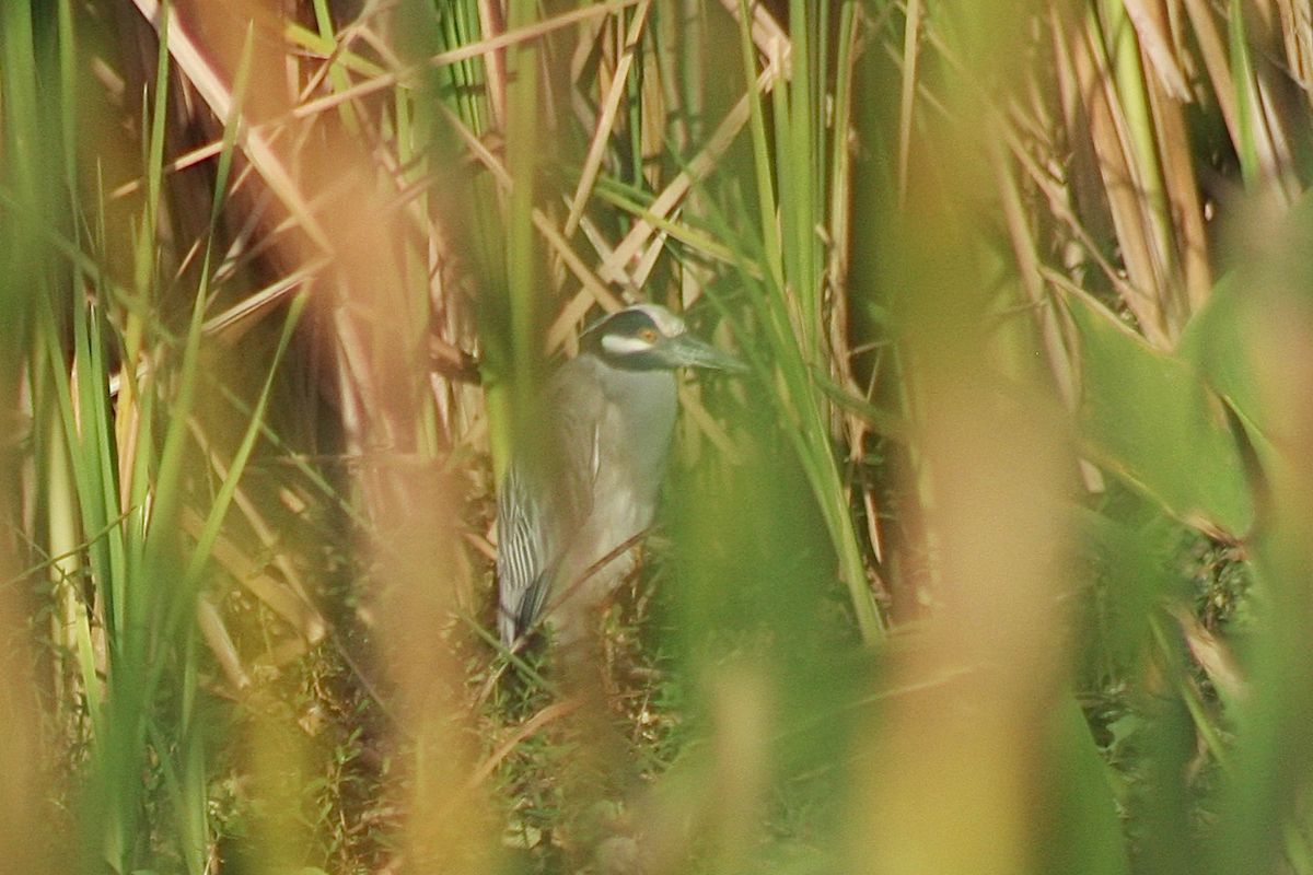 Yellow-crowned Night Heron - David Simpson