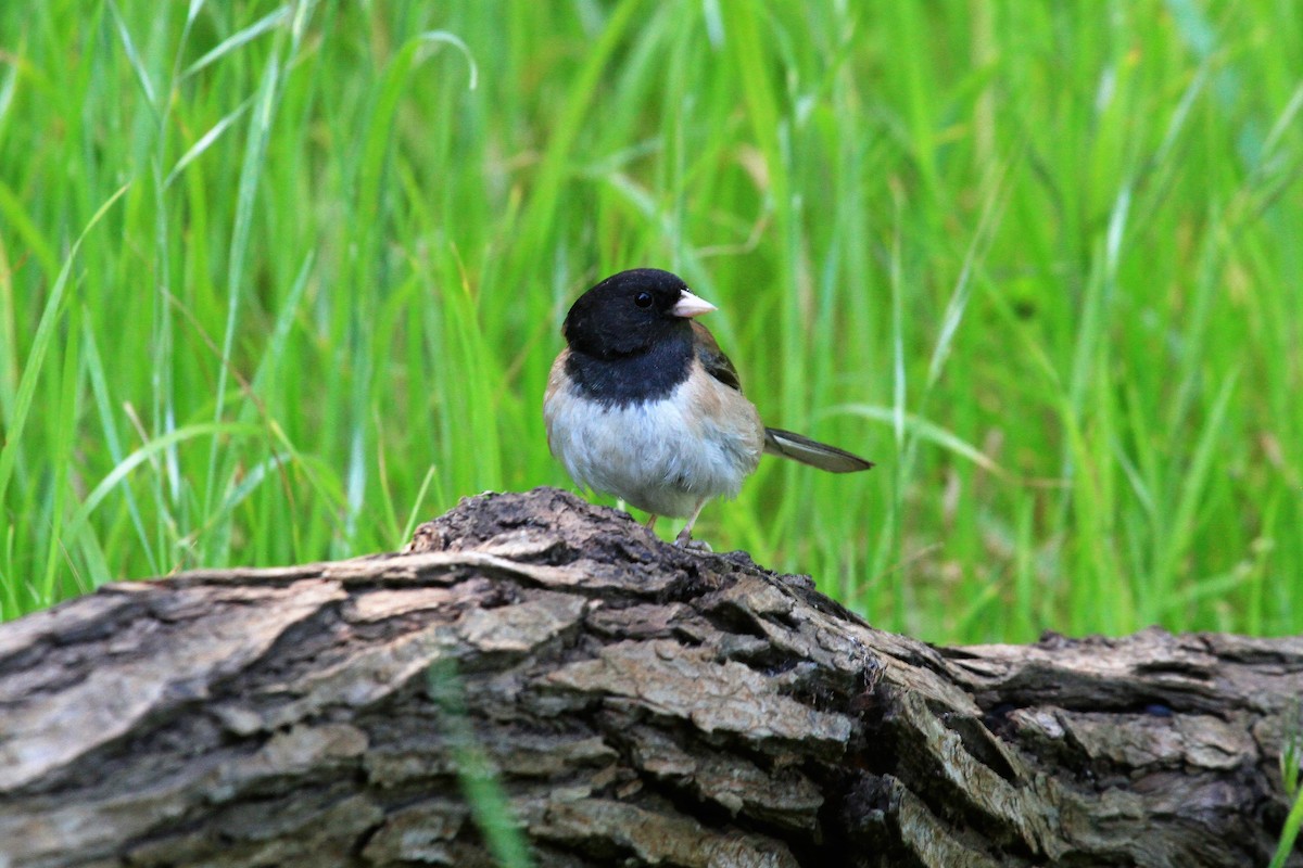 Dark-eyed Junco (Oregon) - ML155481421