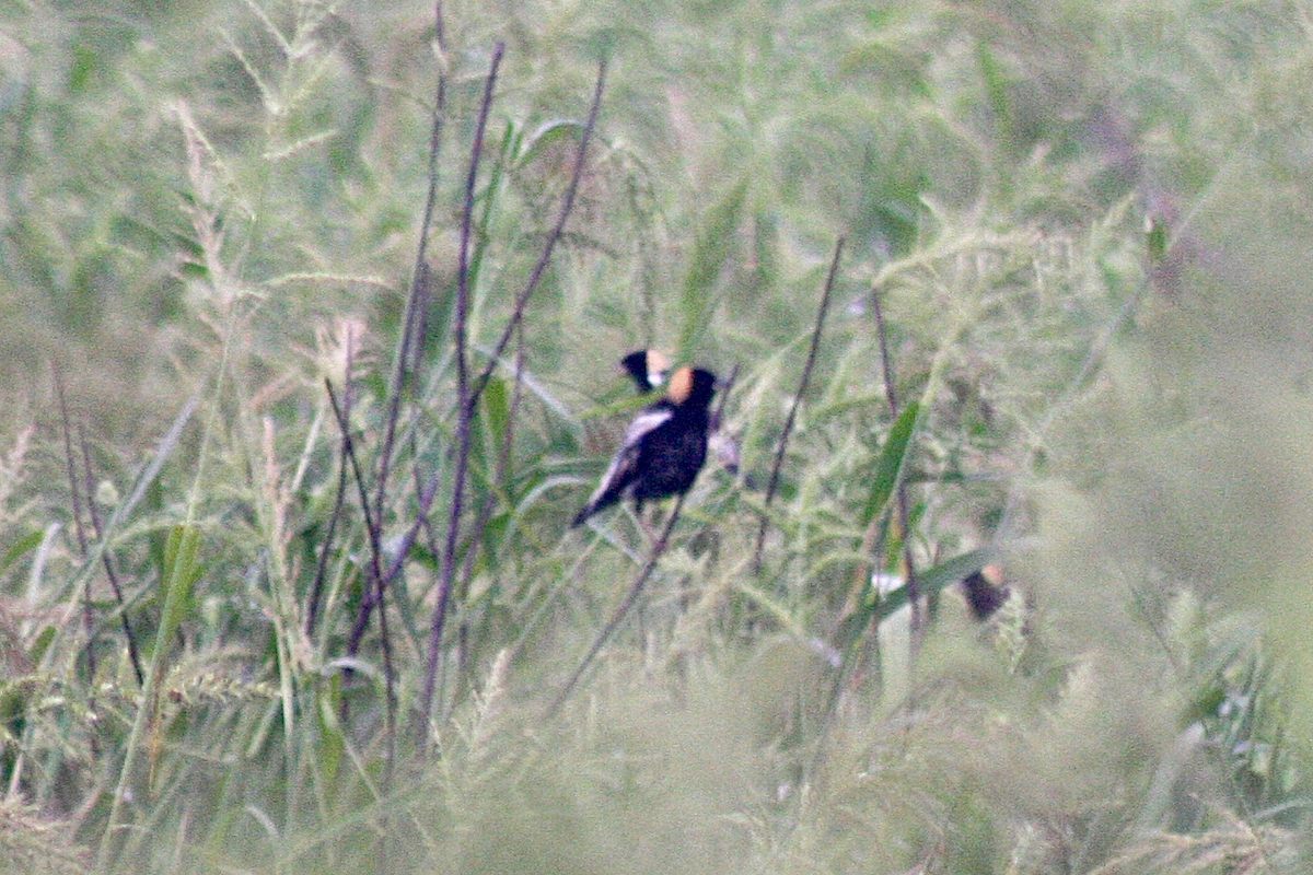 Bobolink - ML155482631