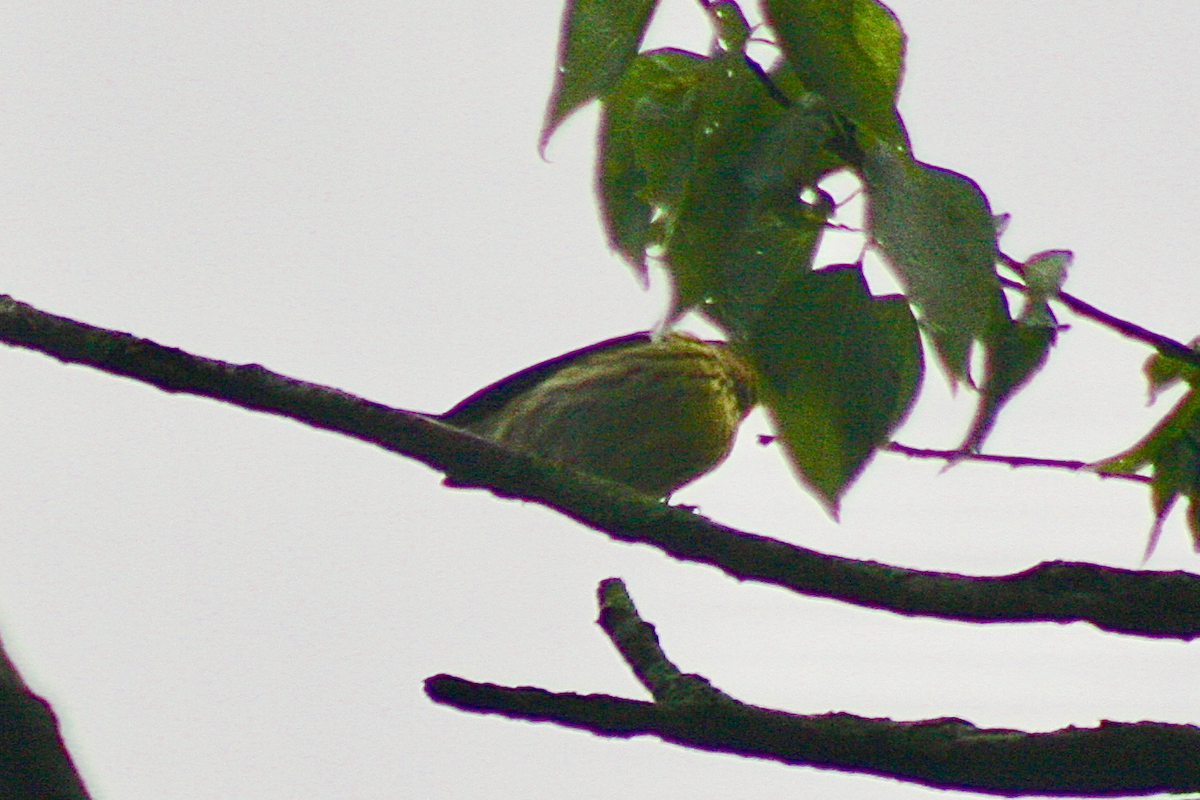 Cape May Warbler - ML155483091