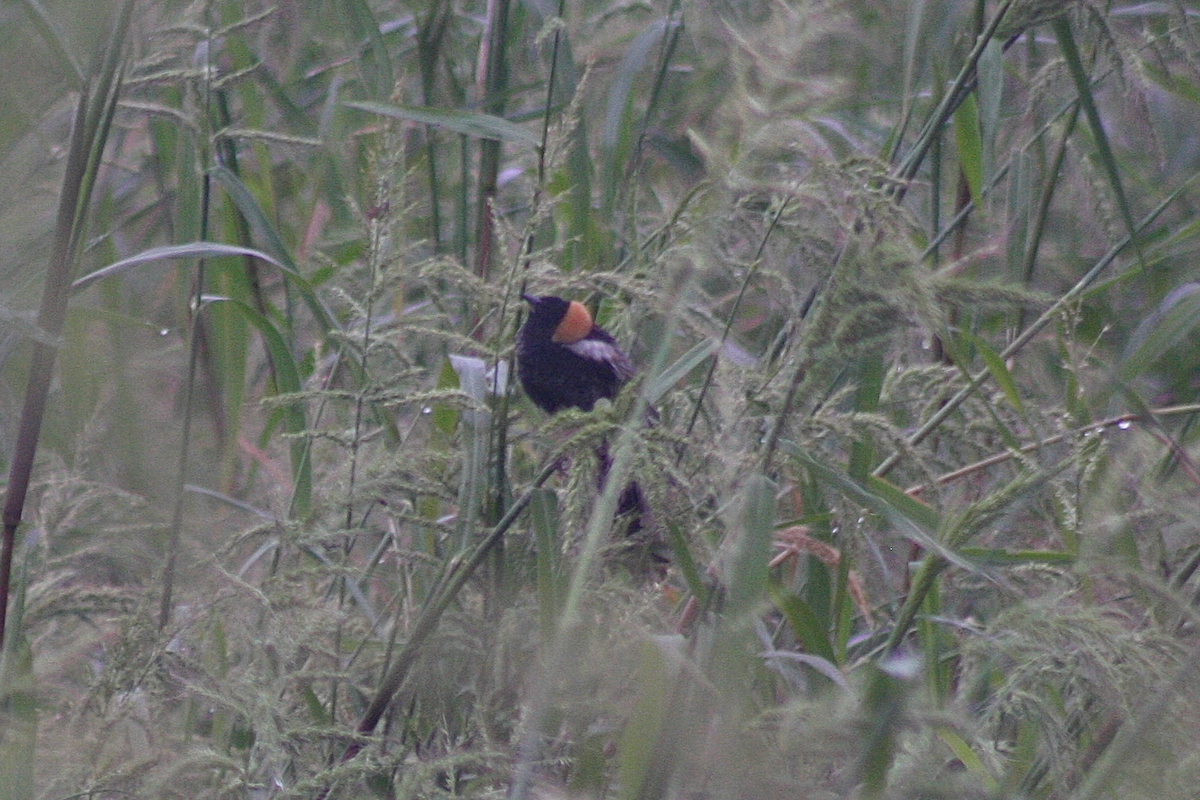 Bobolink - ML155483151