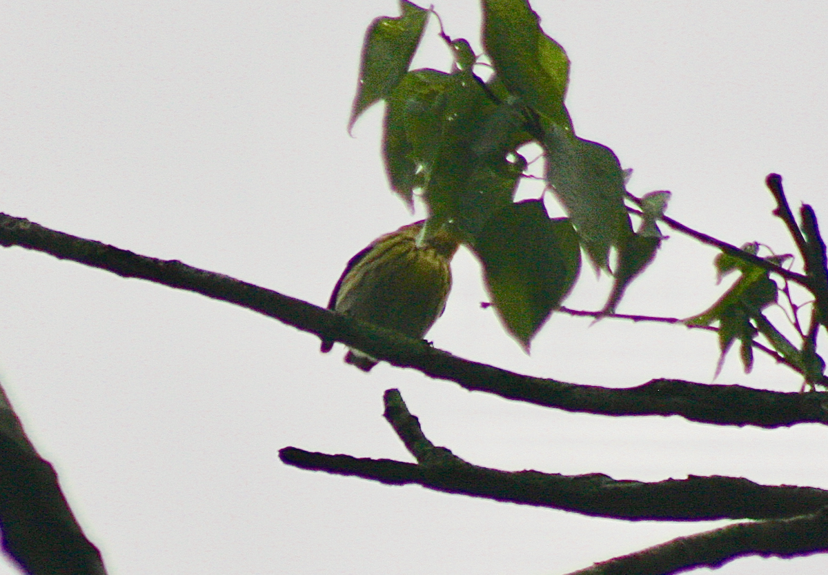 Cape May Warbler - ML155483271