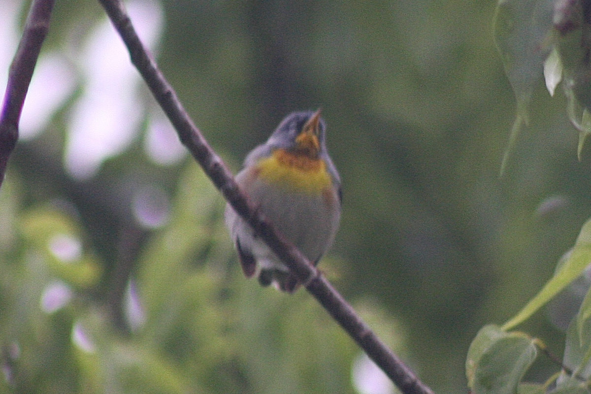 Northern Parula - ML155483471