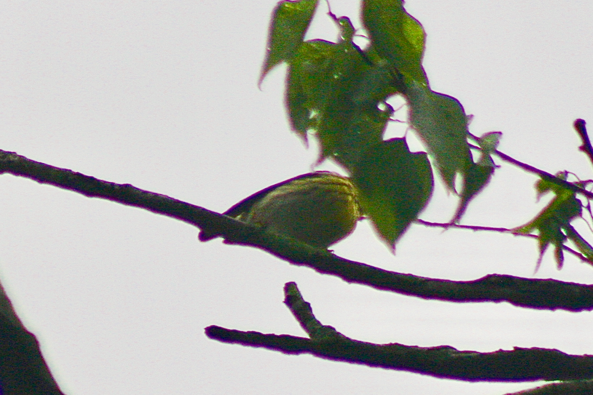 Cape May Warbler - ML155483481
