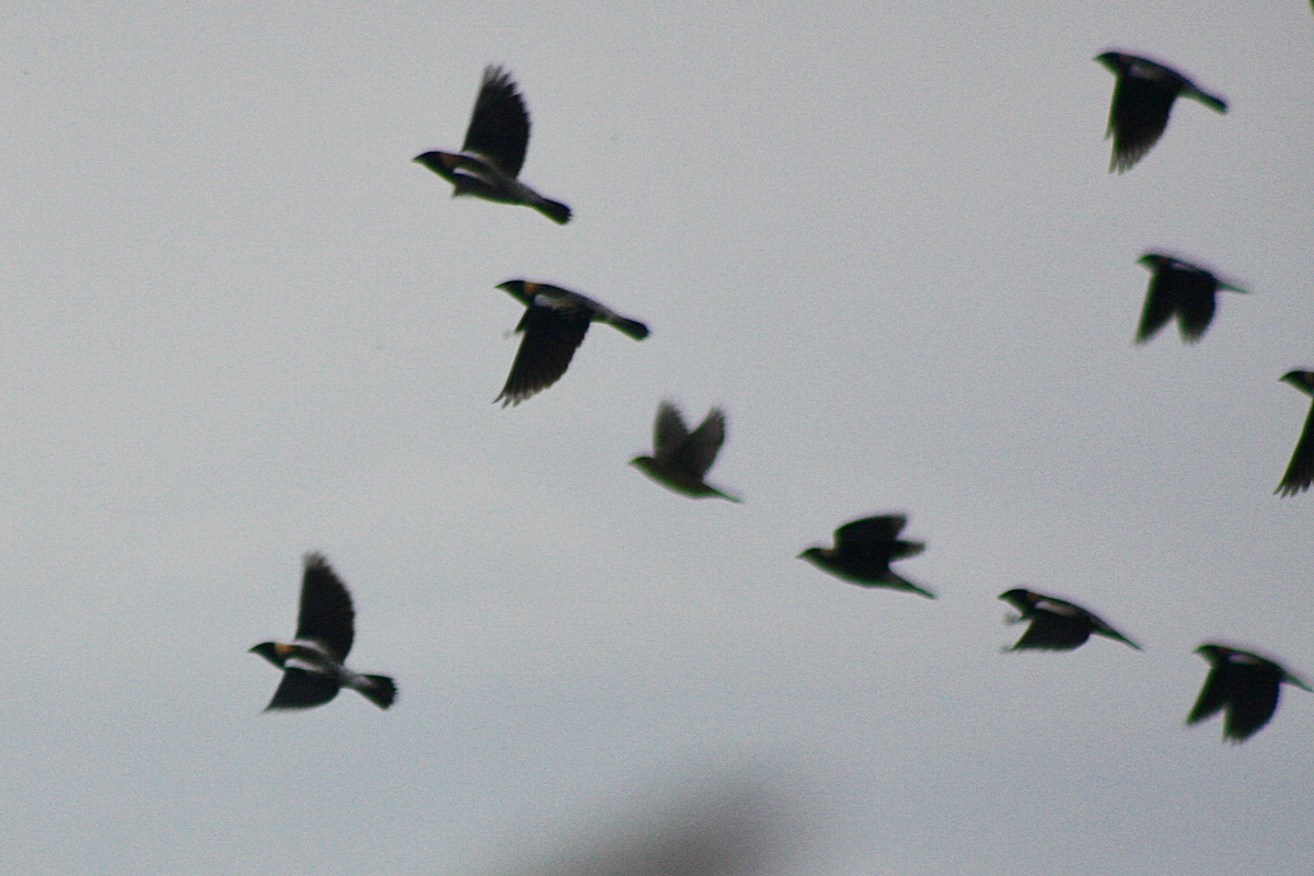 Bobolink - ML155483701