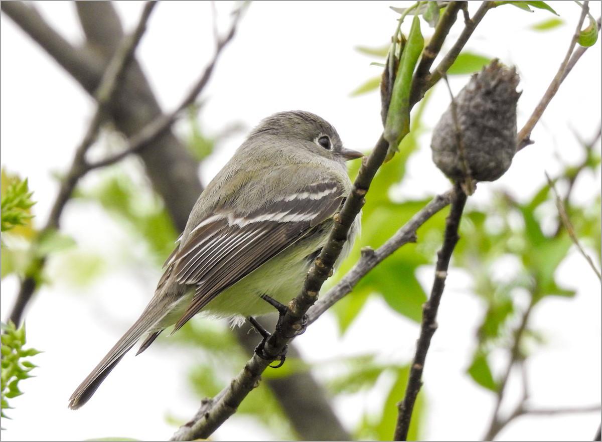 Least Flycatcher - Carena Pooth