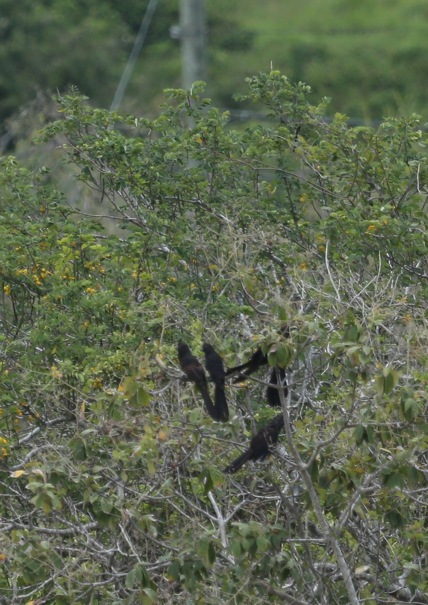 Smooth-billed Ani - ML155485561