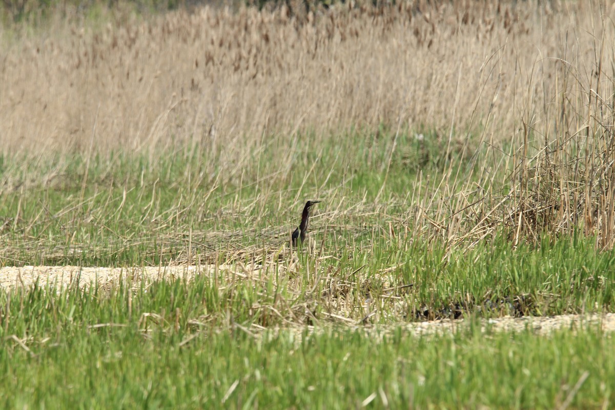 Green Heron - ML155485881