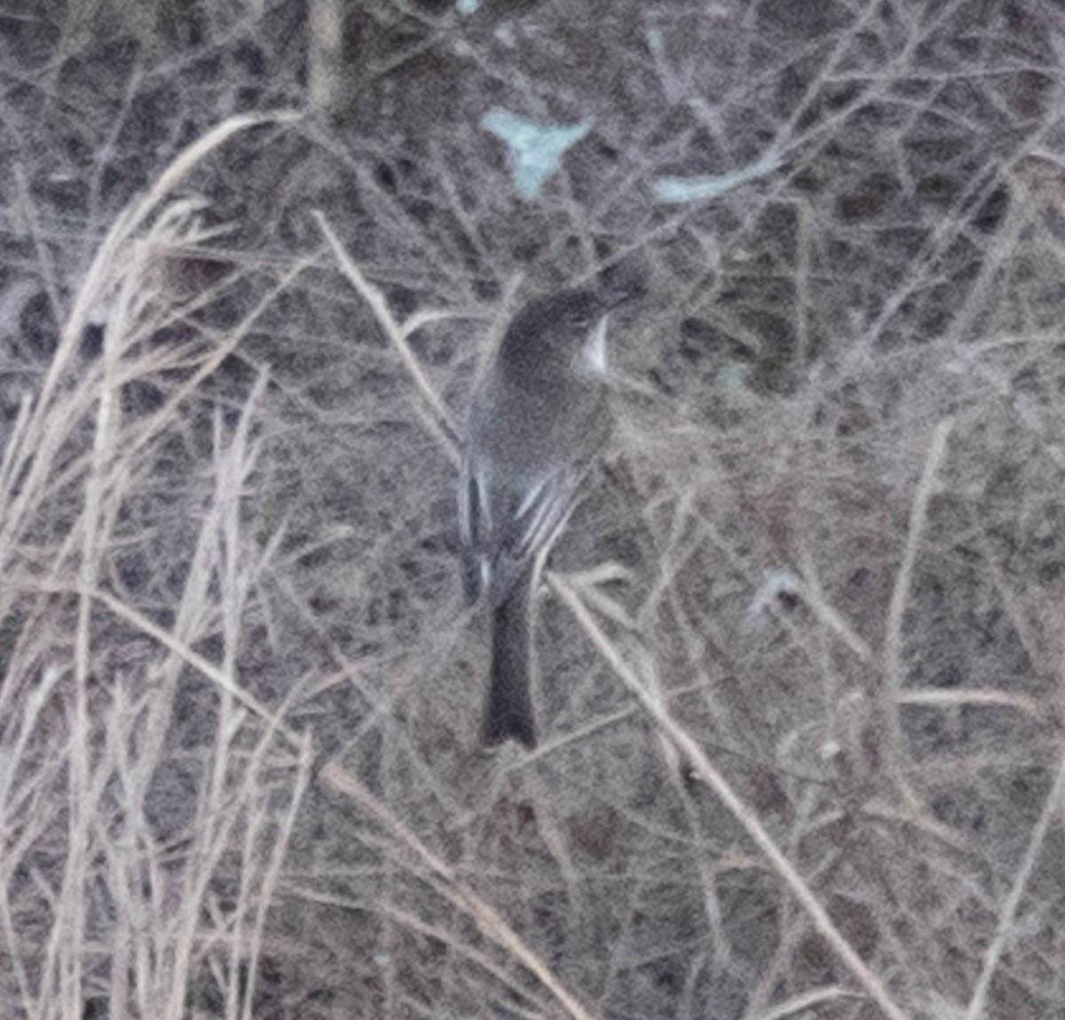 Eastern Phoebe - ML155486791