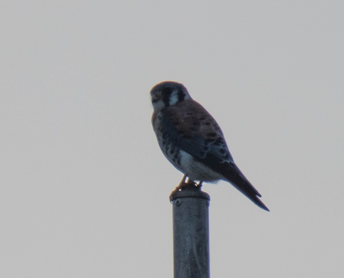 American Kestrel - Jordan Broadhead