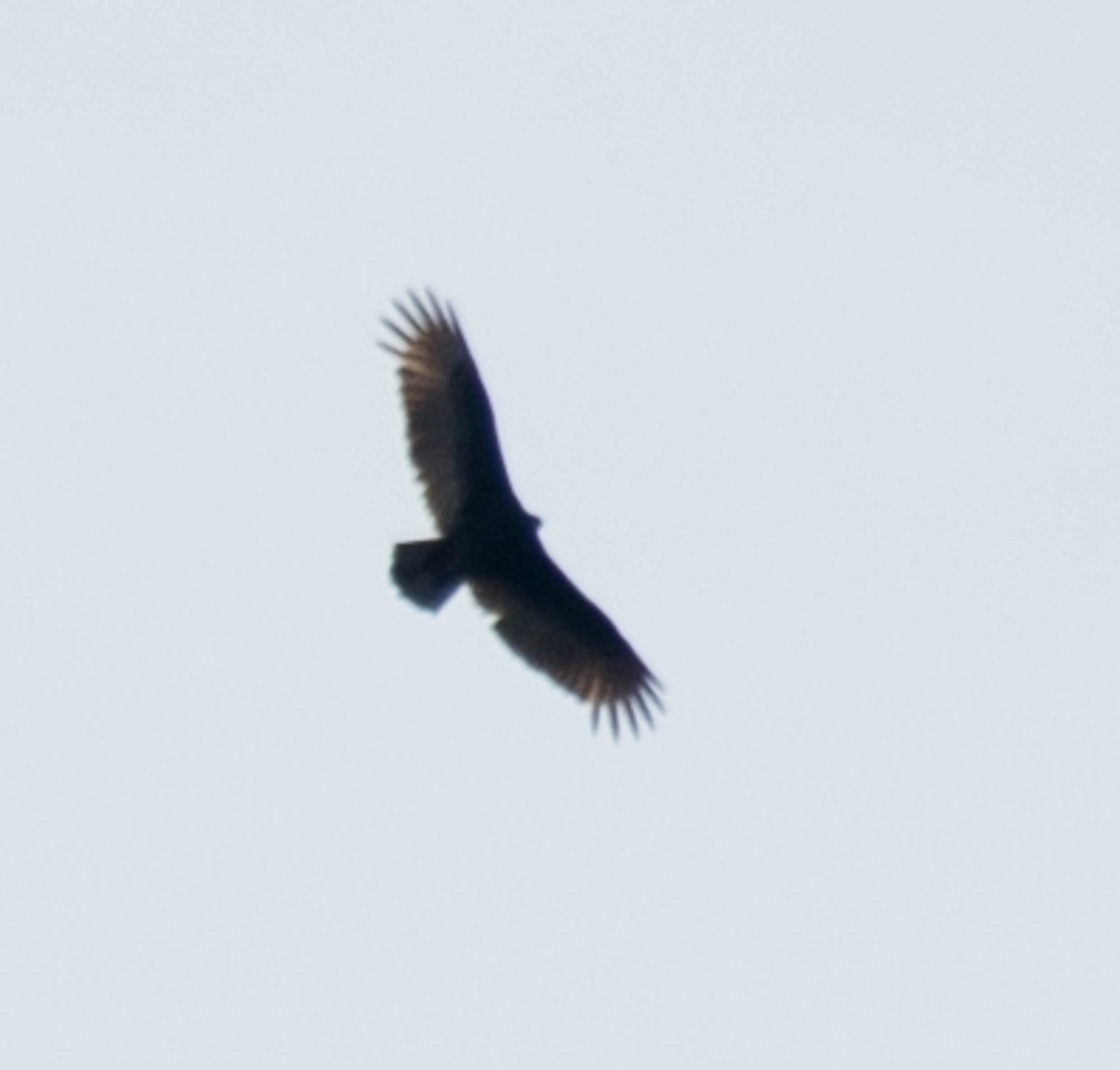Turkey Vulture - ML155486911
