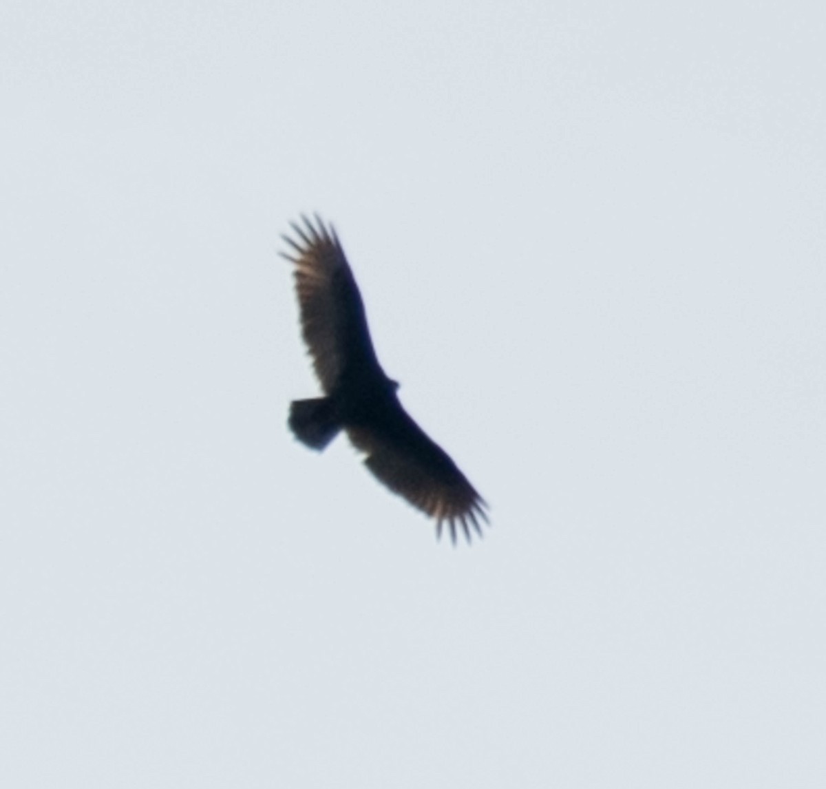 Turkey Vulture - Jordan Broadhead