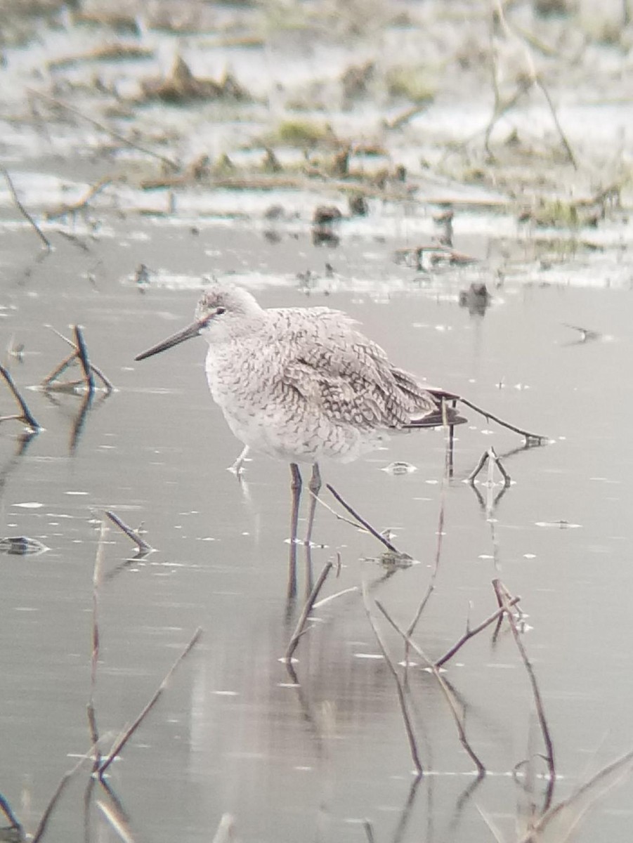 Willet - ML155487041