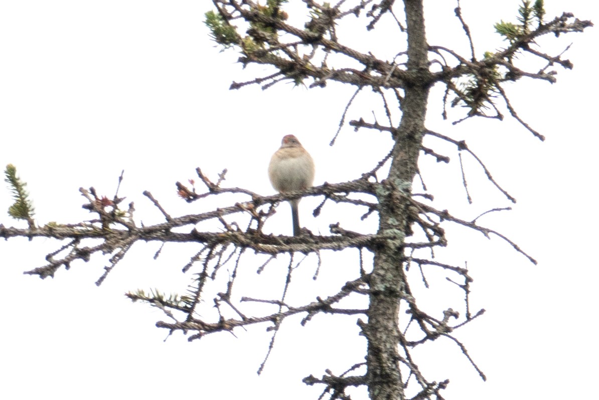 Field Sparrow - ML155487221