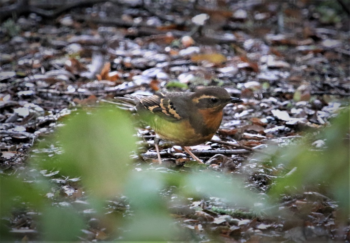 Varied Thrush - ML155488681