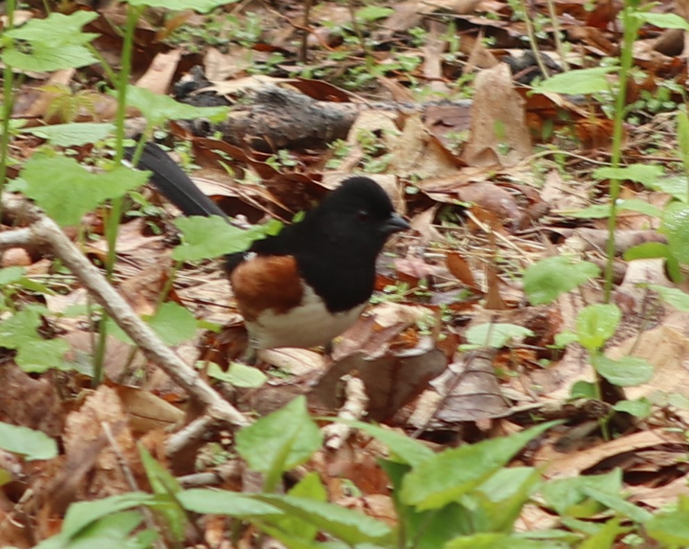 Eastern Towhee - ML155490091