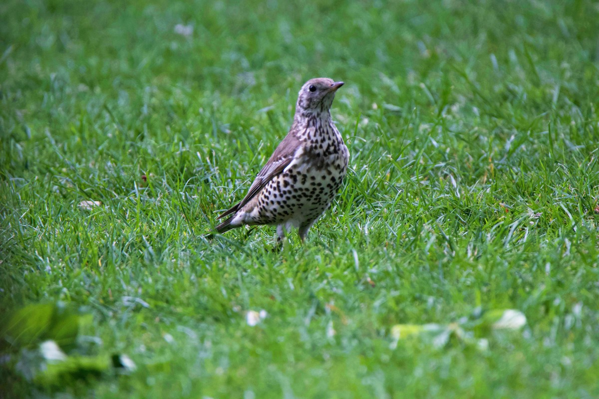 Mistle Thrush - ML155490351