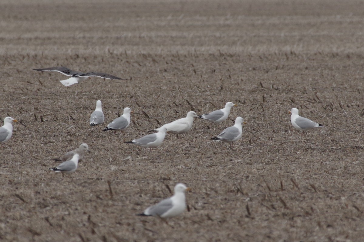Glaucous Gull - ML155491901