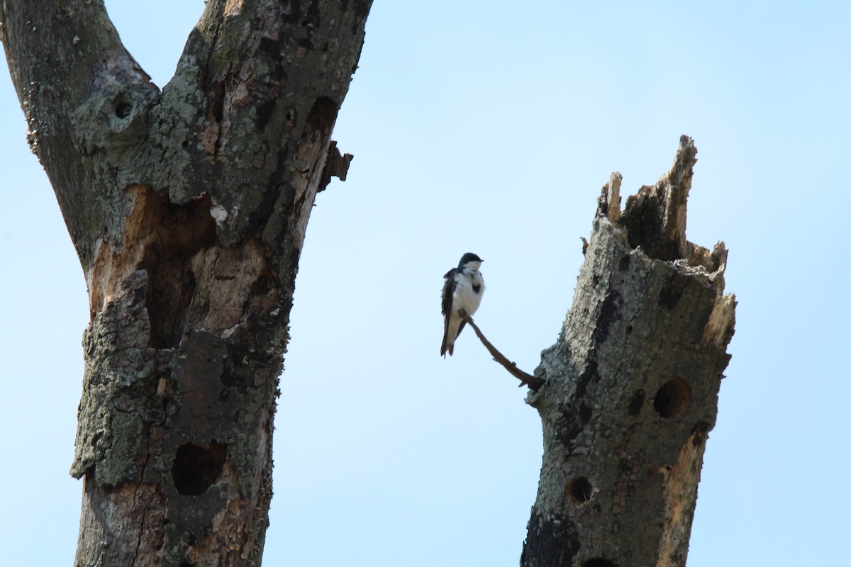 Tree Swallow - ML155491911