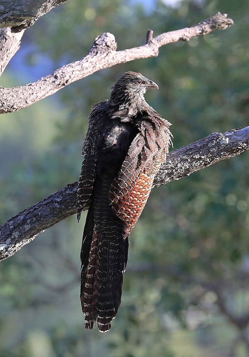 Pheasant Coucal - ML155495181