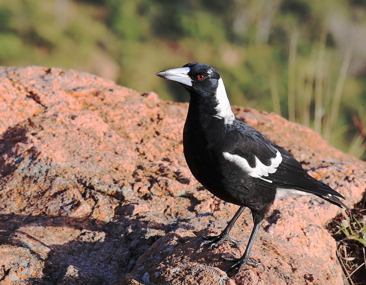 Australian Magpie - ML155495471