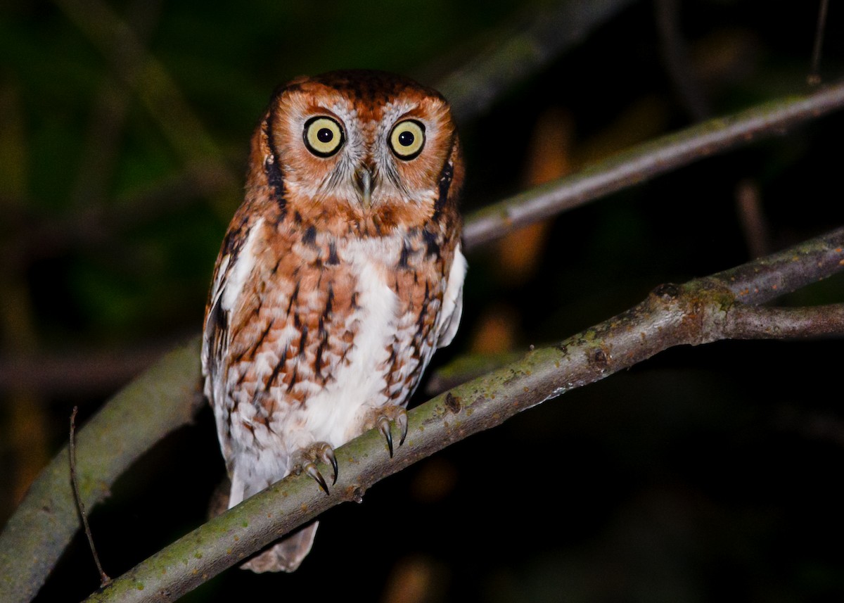 Eastern Screech-Owl - ML155496691