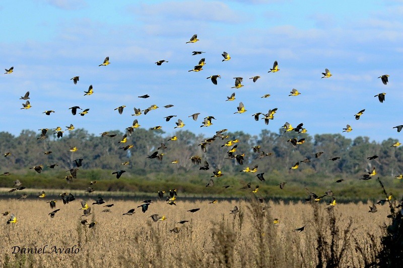 Saffron-cowled Blackbird - ML155497871
