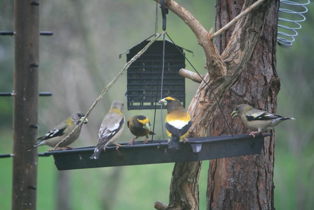 Evening Grosbeak - Tom & Laura Somerville