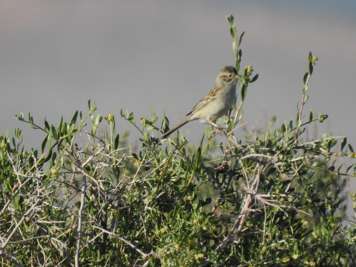 Brewer's Sparrow - ML155503261