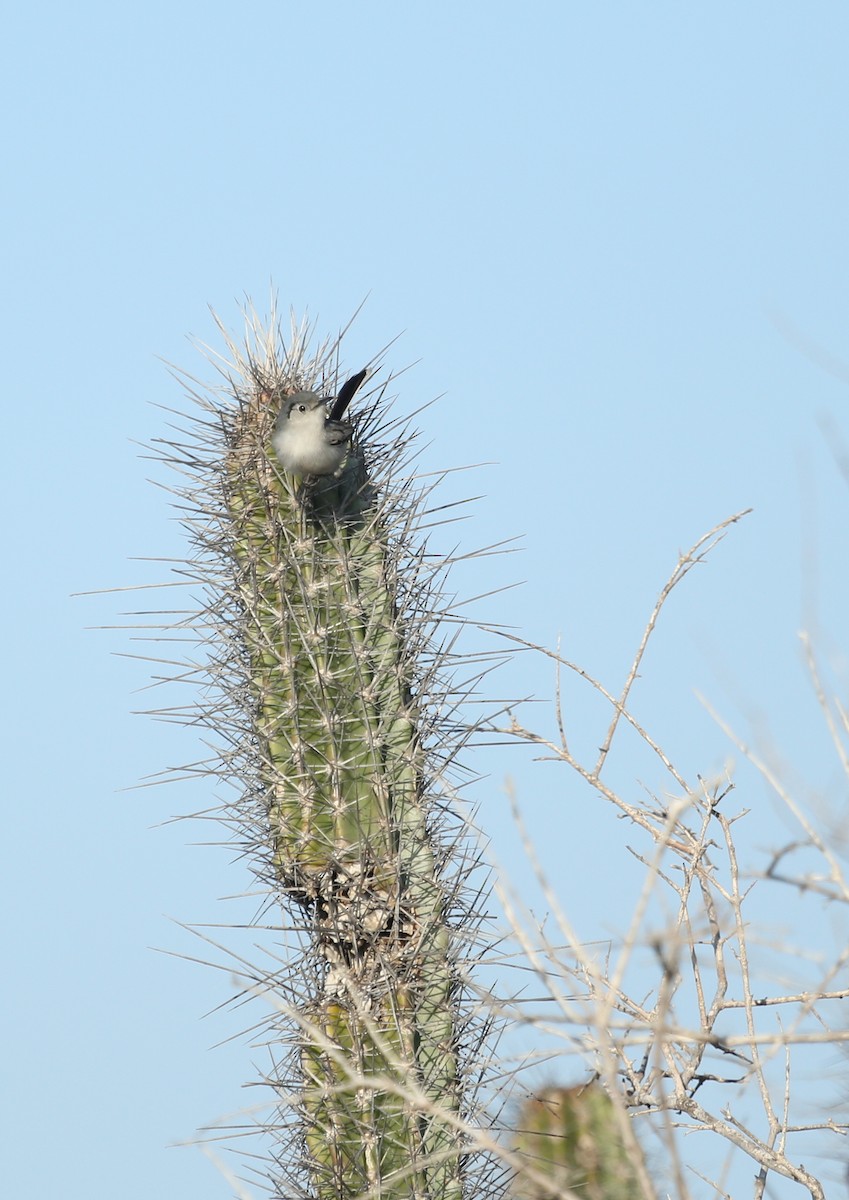 Cuban Gnatcatcher - ML155503531