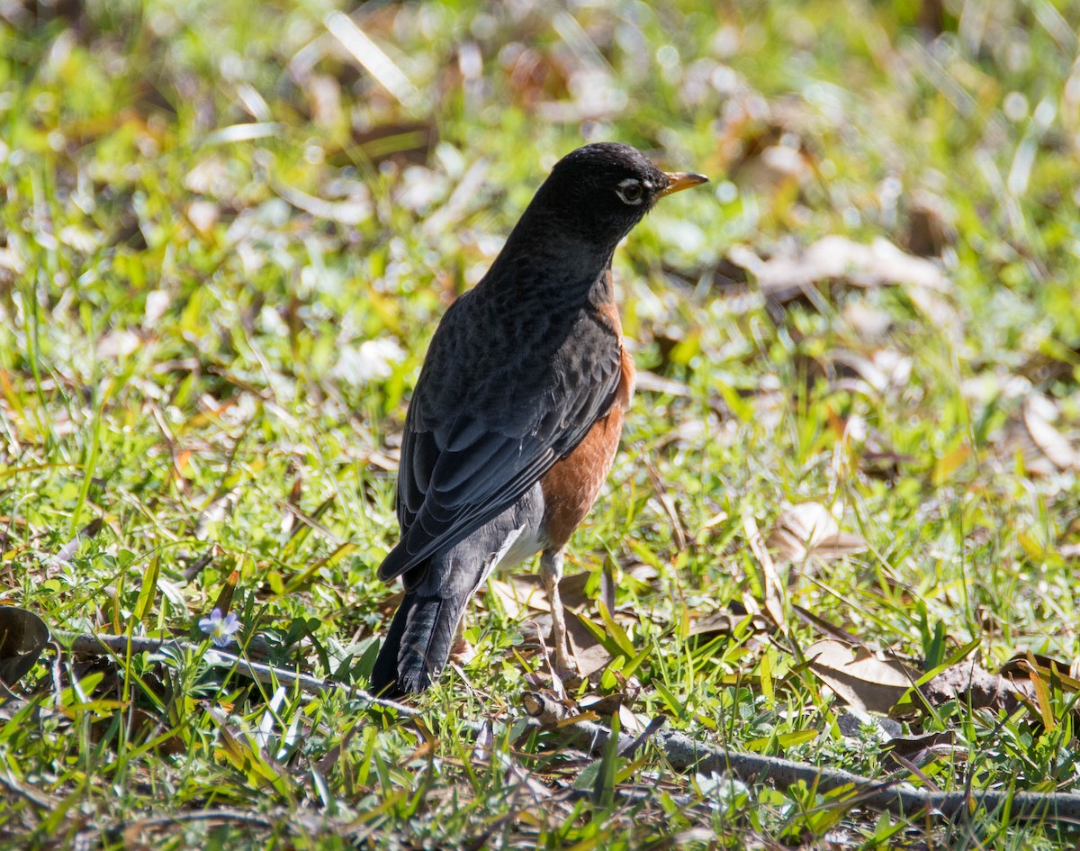 American Robin - ML155504021