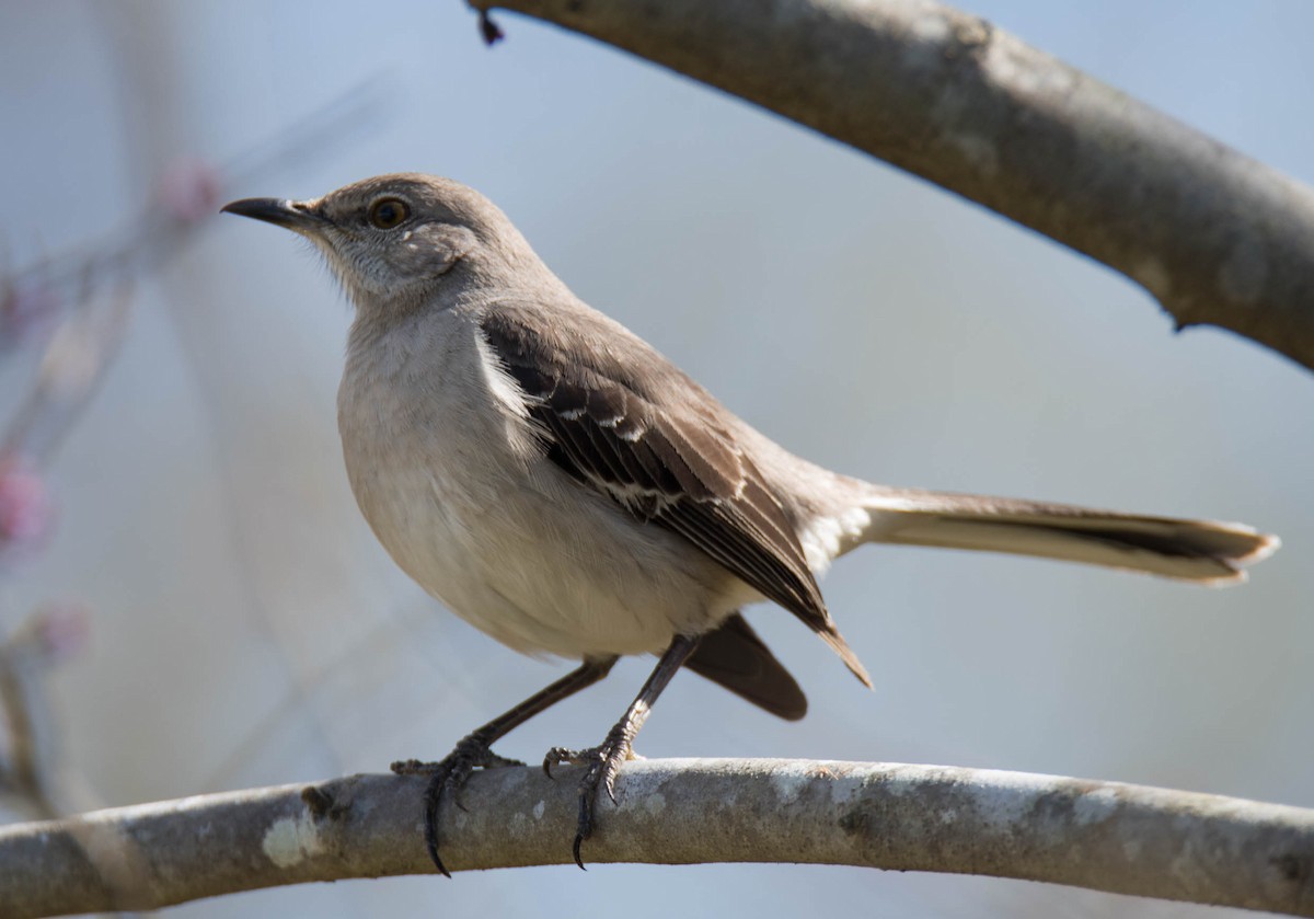 Northern Mockingbird - ML155504111