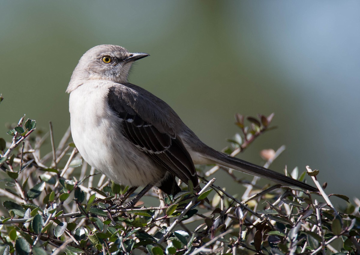 Northern Mockingbird - ML155504121
