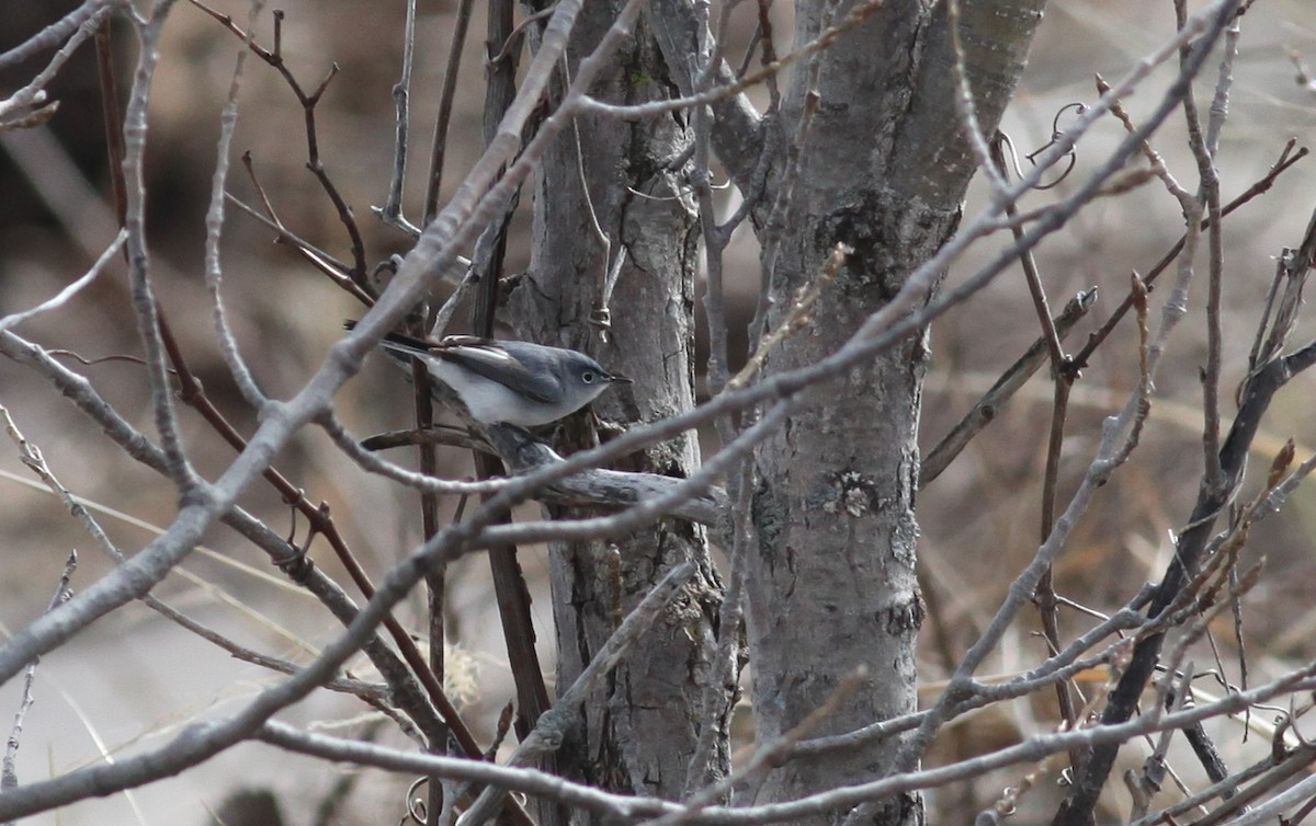 Blue-gray Gnatcatcher (caerulea) - Anton Liebermann