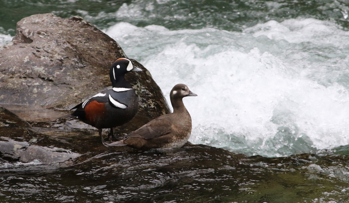 Harlequin Duck - Pete Fisher