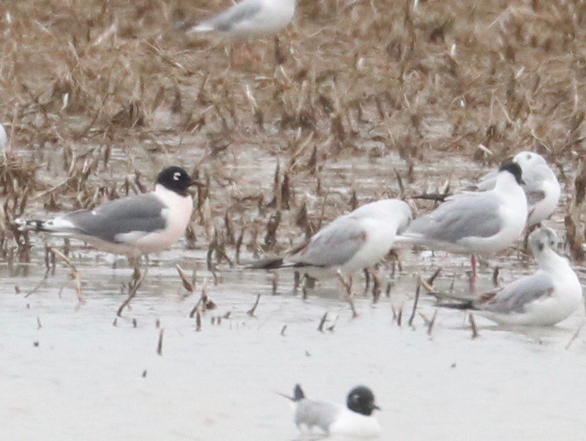 Franklin's Gull - ML155505791