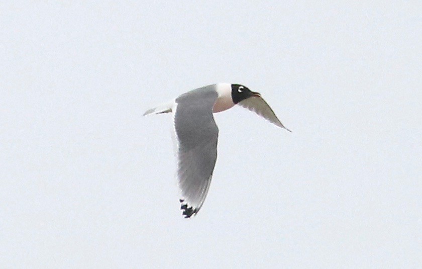 Franklin's Gull - ML155505821