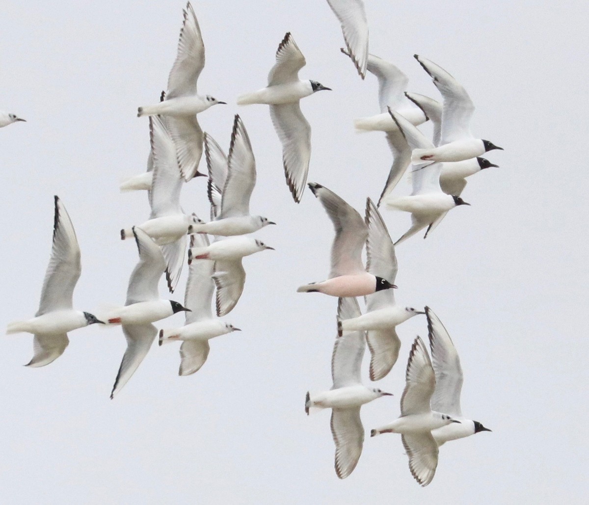 Franklin's Gull - ML155505841