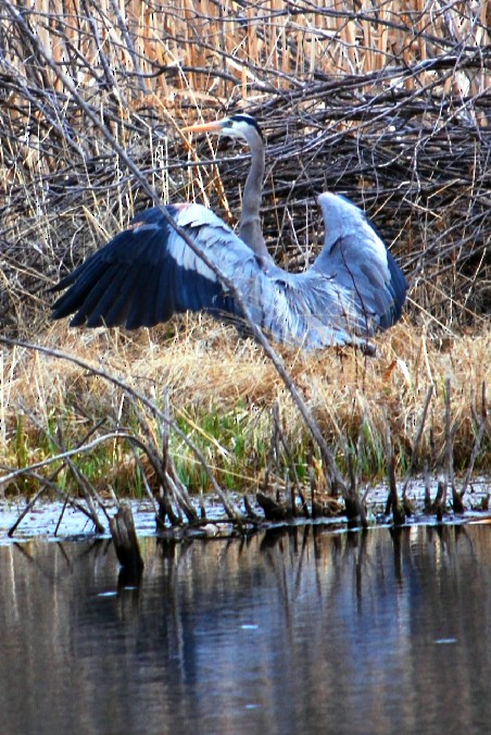 Great Blue Heron - ML155506031