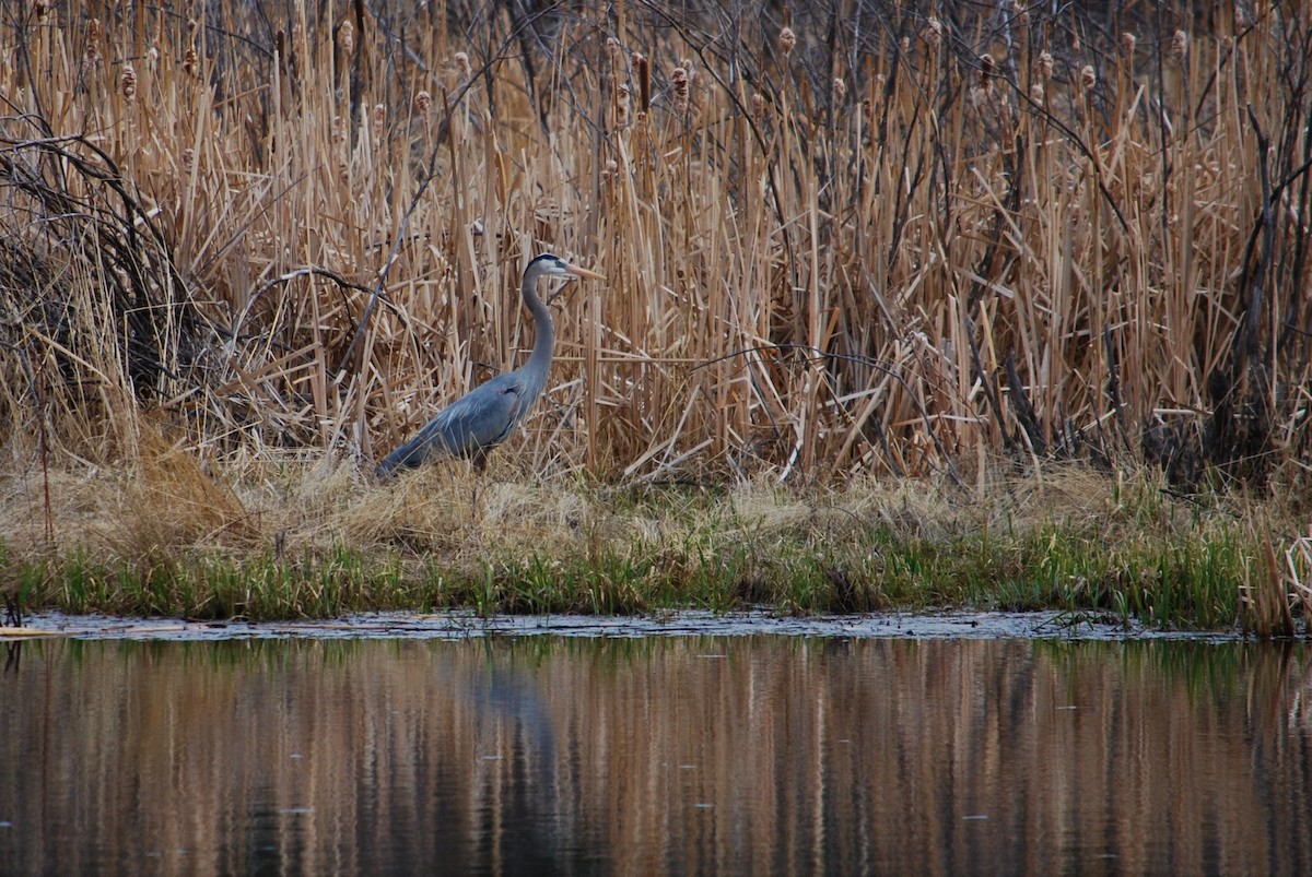 Great Blue Heron - ML155506281