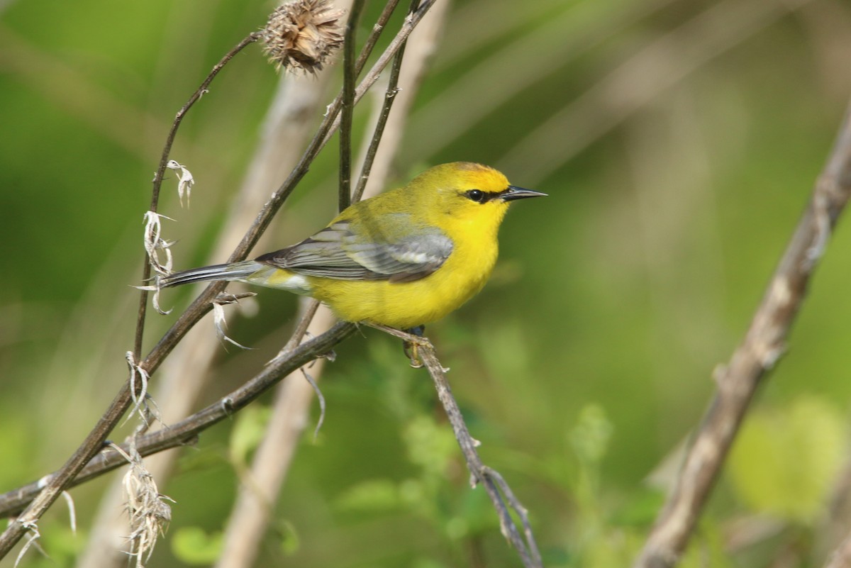 Blauflügel-Waldsänger - ML155506501