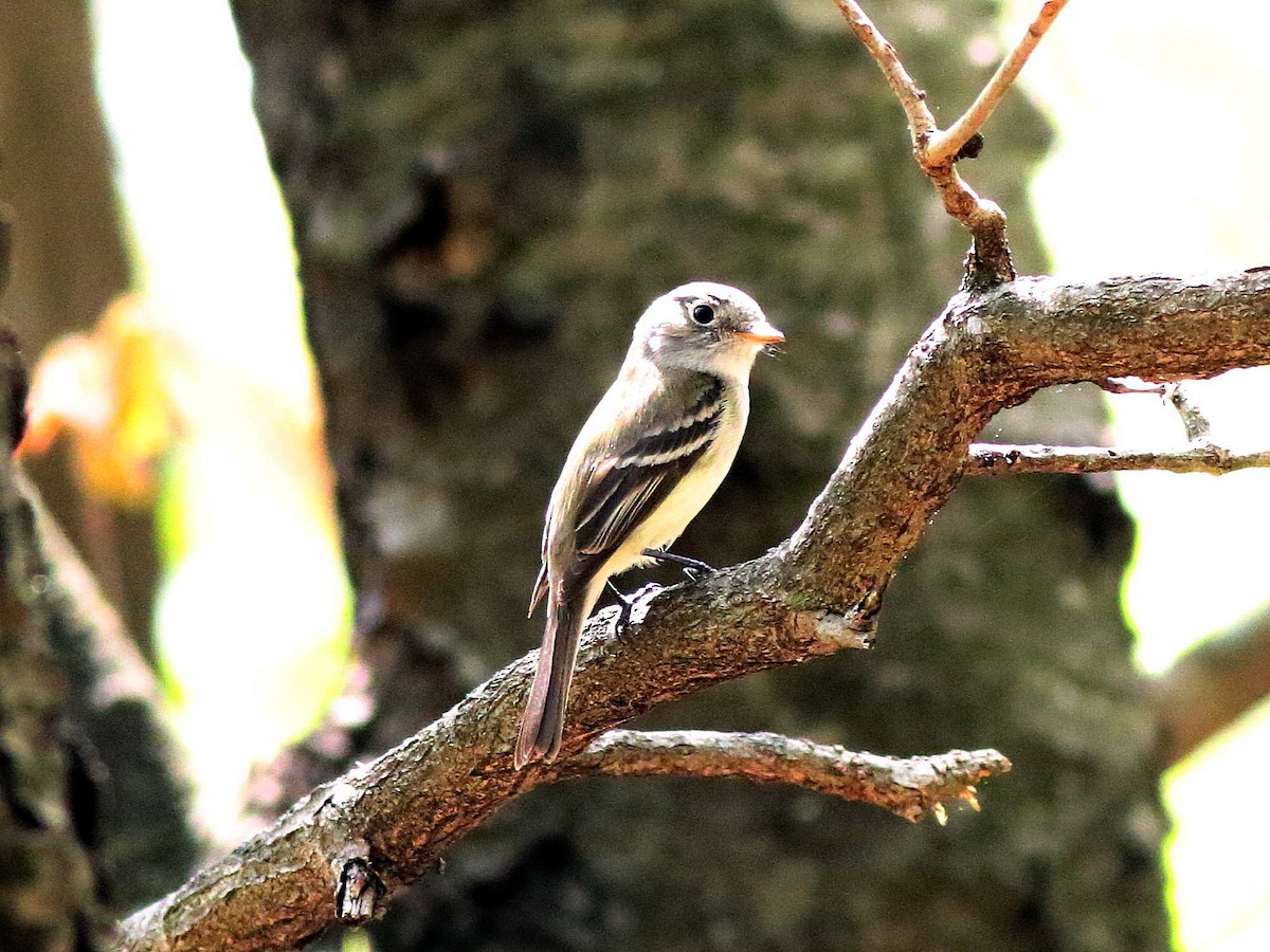 Least Flycatcher - Mike Lee